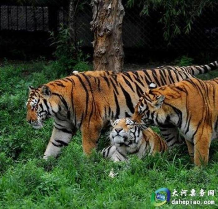 泉州海丝野生动物世界 泉州海丝野生动物世界