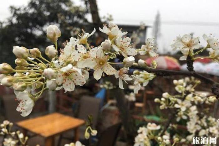 成都桃花故里旅游景区 成都桃花故里旅游景区