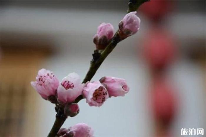 成都桃花故里旅游景区 成都桃花故里旅游景区