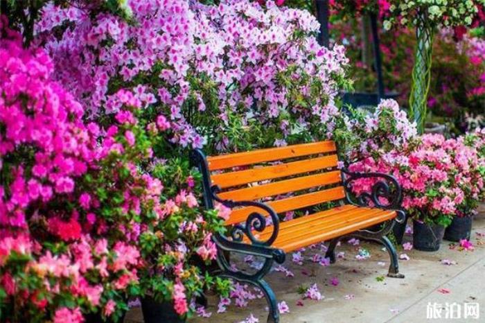 新津花舞人间 新津花舞人间