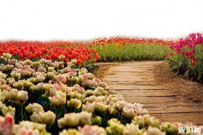 新津花舞人间 新津花舞人间