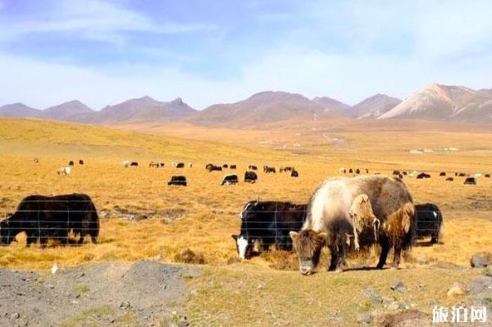 刚察草原 刚察草原