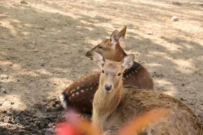 上海-大千天鹅湖庄园 上海-大千天鹅湖庄园