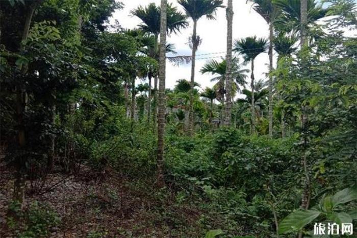 保亭槟榔园 保亭槟榔园