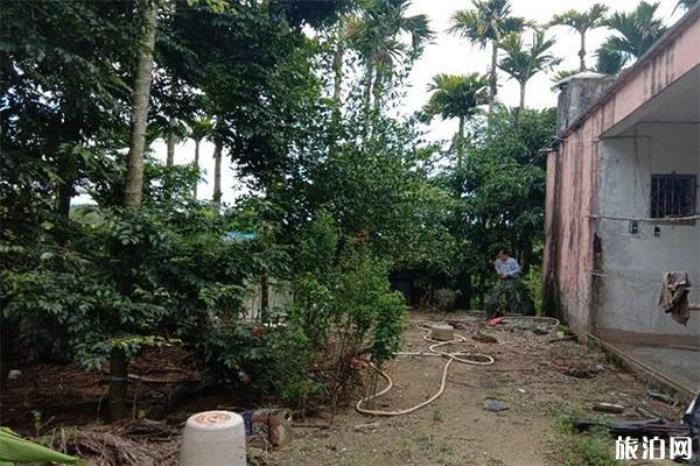 保亭槟榔园 保亭槟榔园