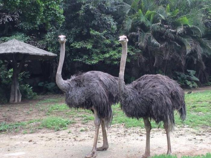 广州动物园 广州动物园