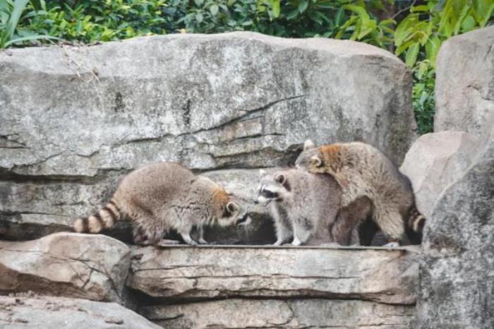 广州动物园 广州动物园