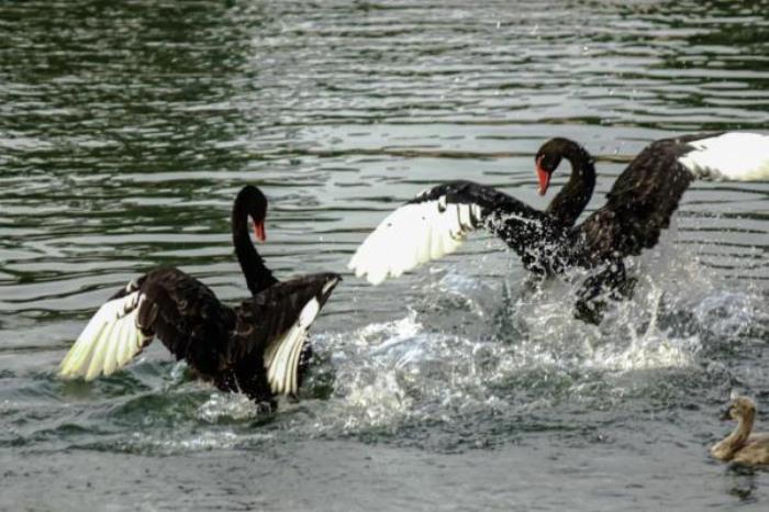 广州动物园 广州动物园