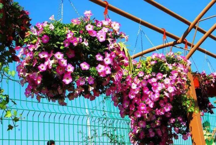 上海周浦花海生态园 上海周浦花海生态园
