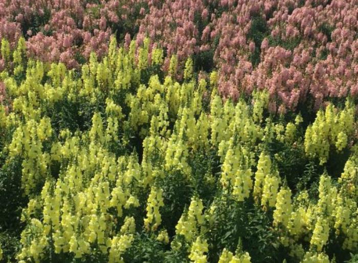 上海周浦花海生态园 上海周浦花海生态园