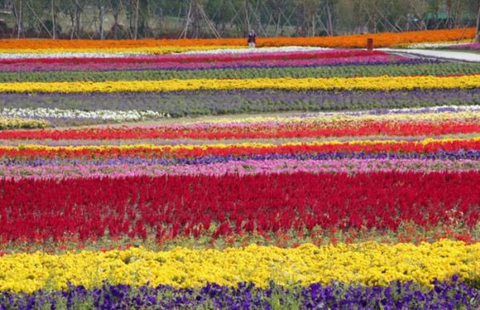 上海周浦花海生态园 上海周浦花海生态园