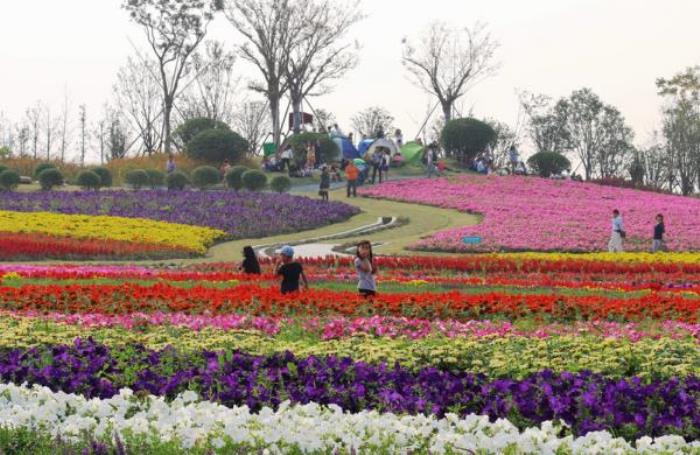 上海周浦花海生态园 上海周浦花海生态园