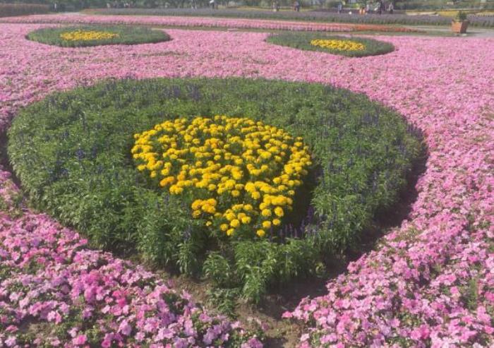 上海周浦花海生态园 上海周浦花海生态园