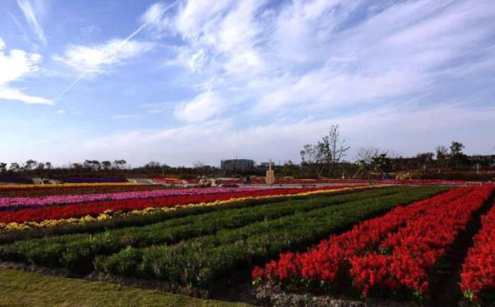上海周浦花海生态园 上海周浦花海生态园