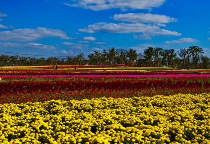 上海周浦花海生态园 上海周浦花海生态园