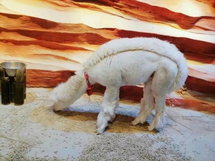 杭州-酷嗒动物文化乐园 杭州-酷嗒动物文化乐园