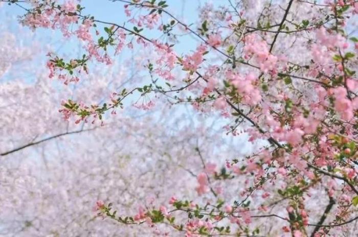 正定古城樱花小镇 正定古城樱花小镇