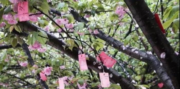 正定古城樱花小镇 正定古城樱花小镇