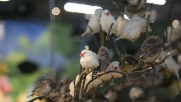 萌宠奇缘 萌宠奇缘