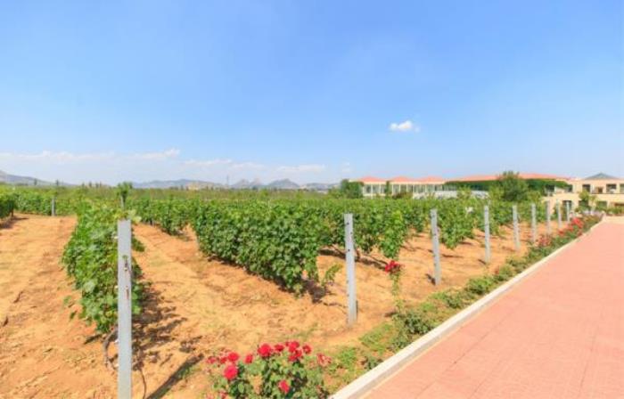 秦皇岛-长城华夏酒庄 秦皇岛-长城华夏酒庄