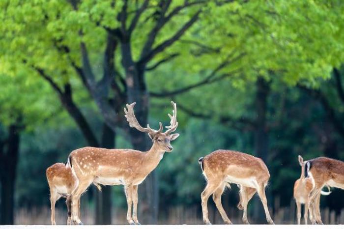 上海野生动物园 上海野生动物园