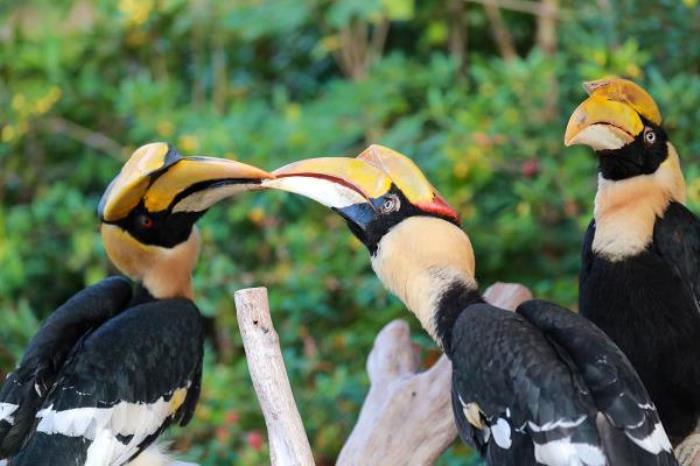 上海野生动物园 上海野生动物园
