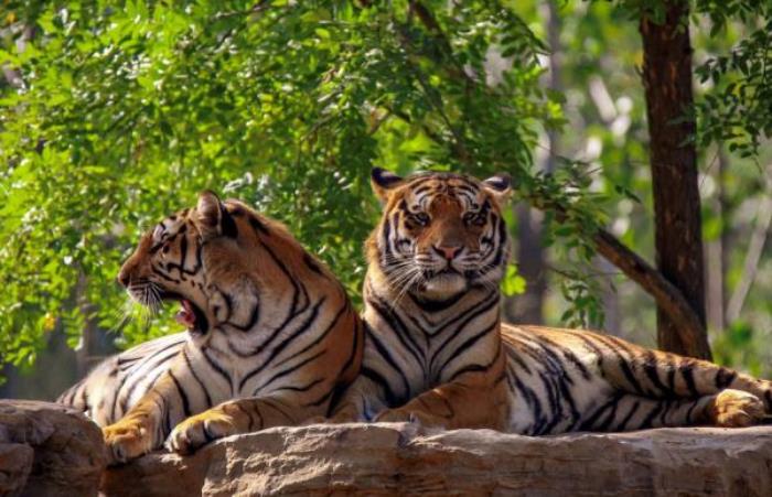 秦皇岛野生动物园