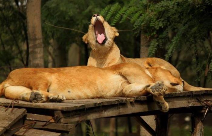 秦皇岛野生动物园 秦皇岛野生动物园