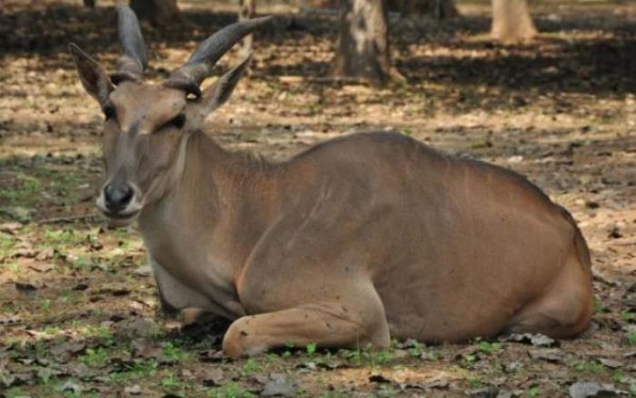 秦皇岛野生动物园 秦皇岛野生动物园