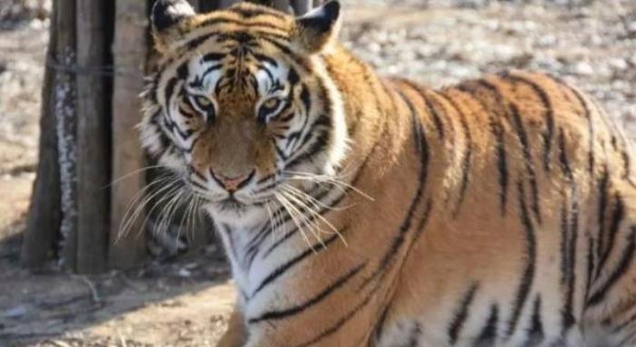 秦皇岛野生动物园 秦皇岛野生动物园