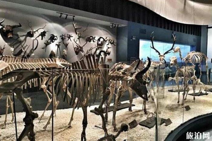青藏高原自然博物馆景区介绍 青藏高原自然博物馆景区介绍