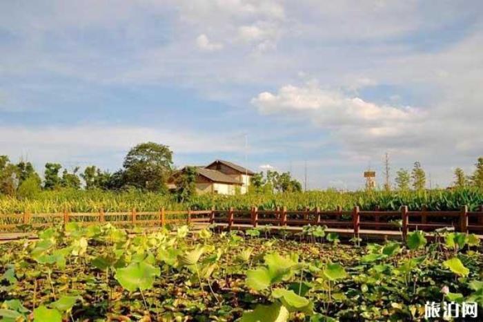 长沙洋湖湿地 长沙洋湖湿地