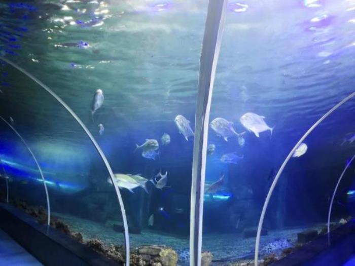 鹏新嘉定海洋世界 鹏新嘉定海洋世界
