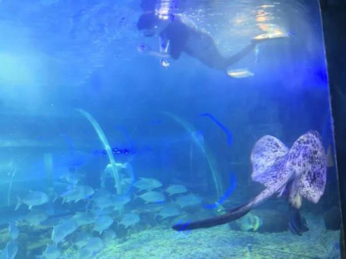鹏新嘉定海洋世界 鹏新嘉定海洋世界