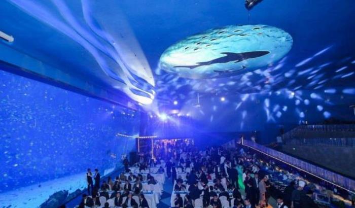 鹏新嘉定海洋世界 鹏新嘉定海洋世界