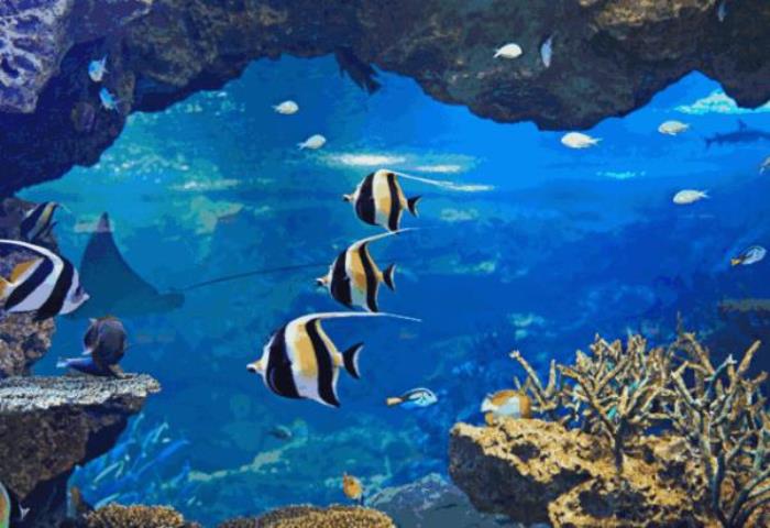 鹏新嘉定海洋世界 鹏新嘉定海洋世界