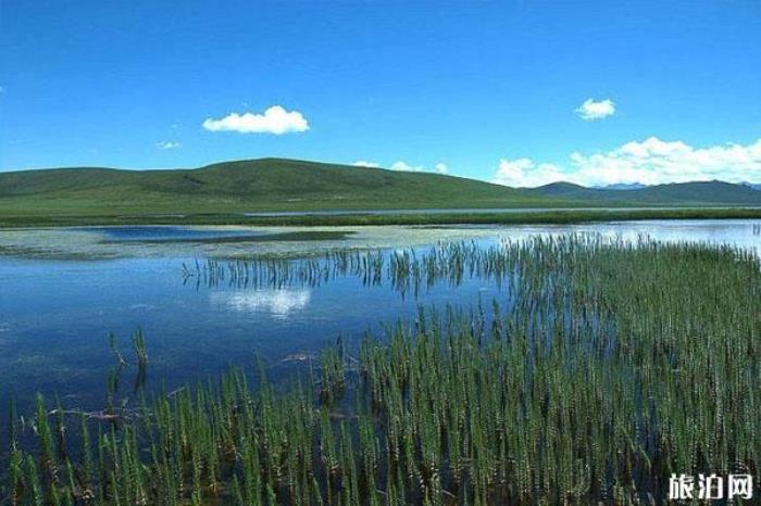 花海鸳鸯景区介绍 花海鸳鸯景区介绍