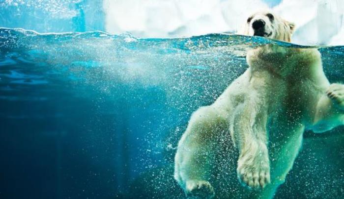 武汉海昌极地海洋公园 武汉海昌极地海洋公园