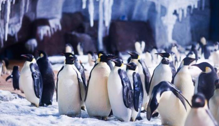 武汉海昌极地海洋公园 武汉海昌极地海洋公园