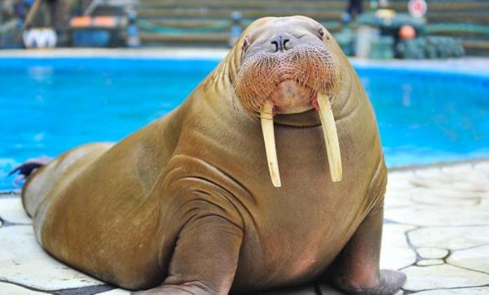 武汉海昌极地海洋公园 武汉海昌极地海洋公园