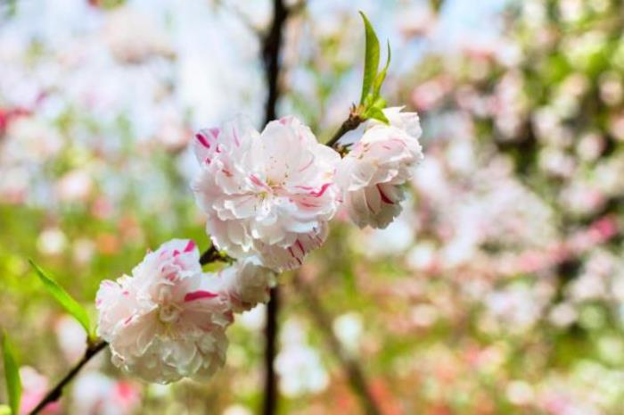 武汉植物园 武汉植物园