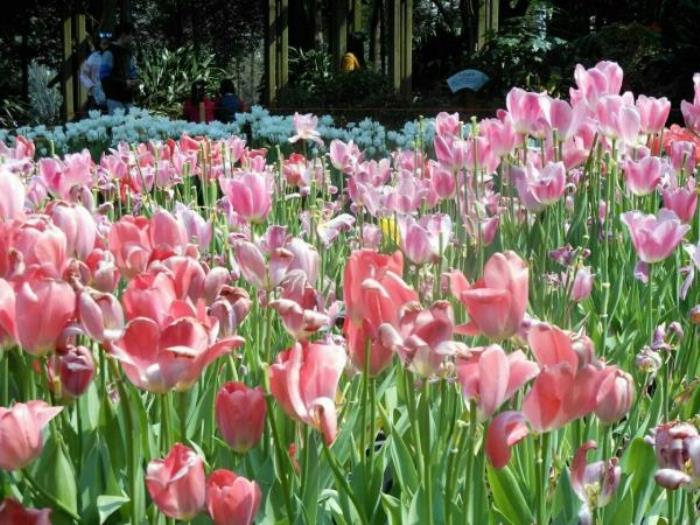 武汉植物园 武汉植物园