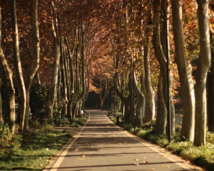 武汉植物园 武汉植物园