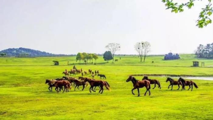 湖北旅游年卡(电子卡) 湖北旅游年卡(电子卡)