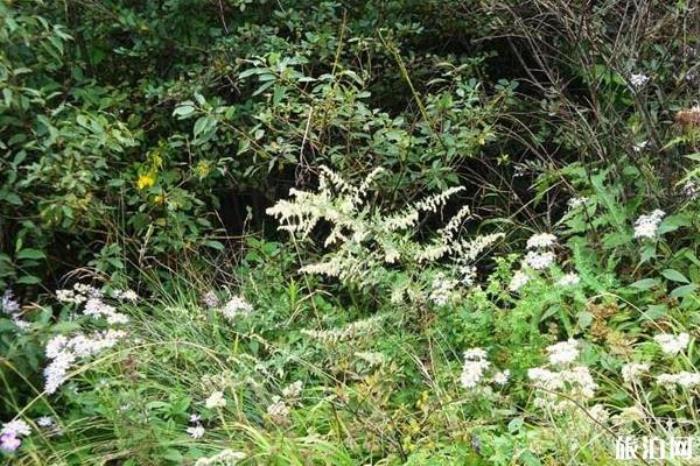 王顺山国家森林公园 王顺山国家森林公园