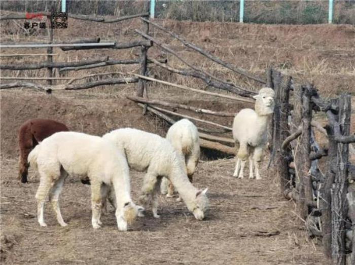 襄阳野生动物世界 襄阳野生动物世界