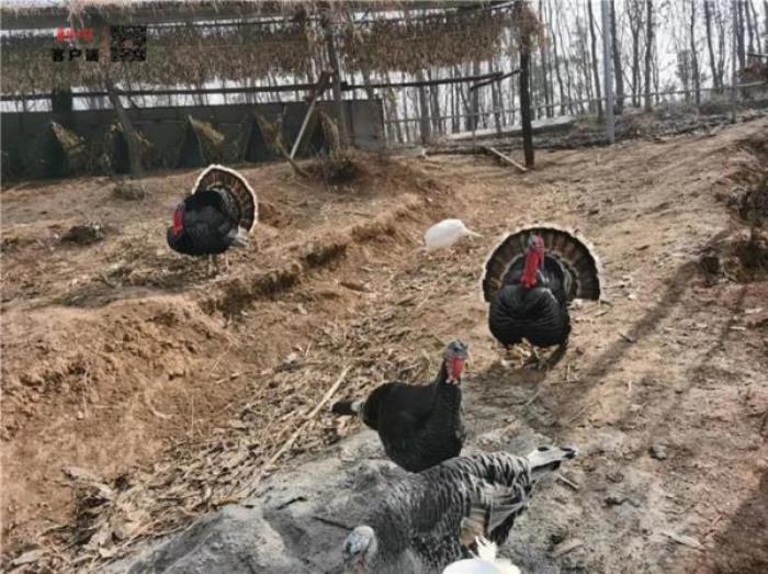 襄阳野生动物世界 襄阳野生动物世界