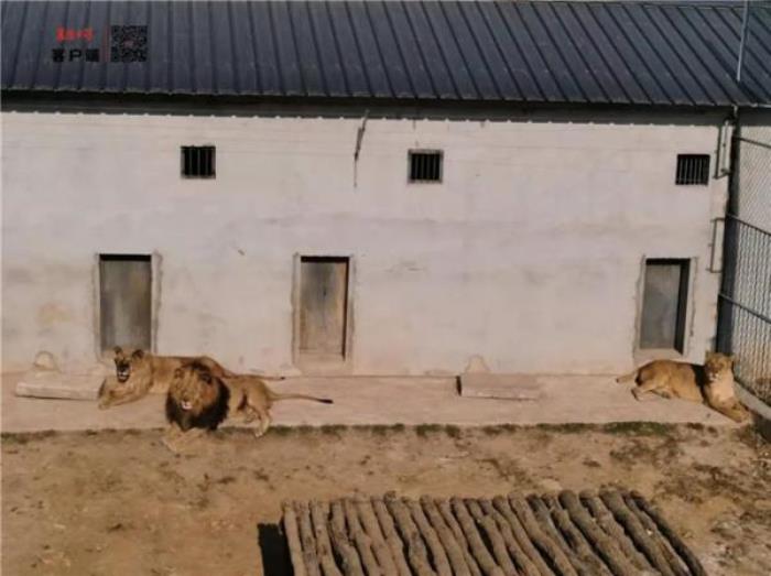 襄阳野生动物世界 襄阳野生动物世界