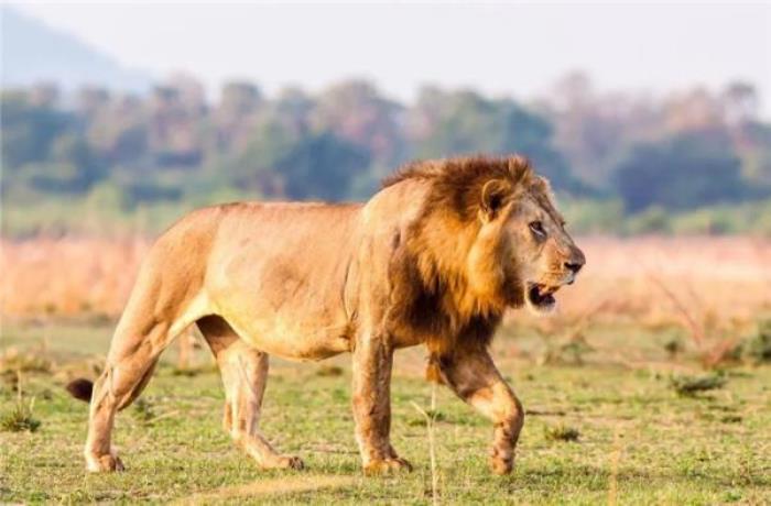 襄阳野生动物世界 襄阳野生动物世界