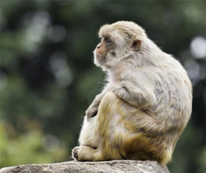 襄阳野生动物世界 襄阳野生动物世界